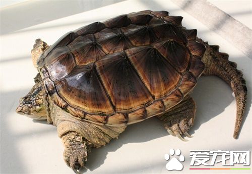 鳄龜吃什麼長的快 飼養鳄龜要喂什麼食物