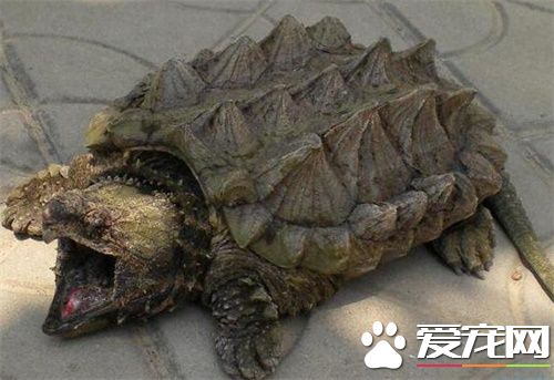 怎麼讓鳄龜吃東西 投入一定數量的死食
