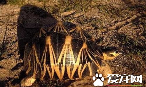 最大的輻射陸龜 剛出生的輻射陸龜在3至4厘米