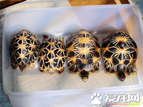 輻射陸龜壽命 輻射陸龜到底能活多久
