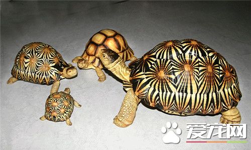 輻射陸龜好養嗎 飼養輻射陸龜的注意事項