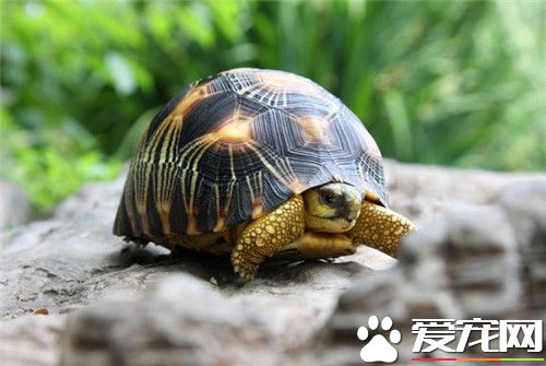 輻射陸龜能長多大 最大也不過是籃球大小