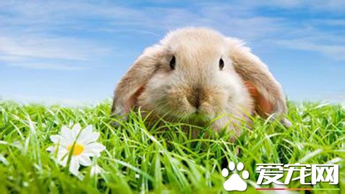 兔子耳朵豎不起來 兔子耳朵豎不起來解決方法