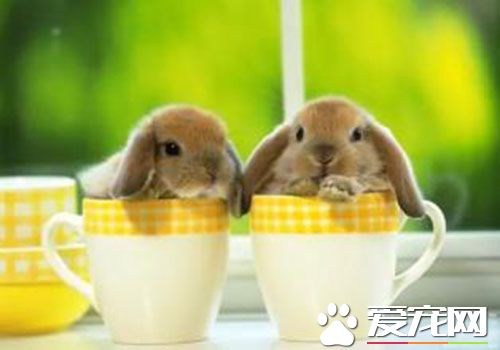 垂耳兔怎麼樣 垂耳兔的膽子很小又耐寒怕熱