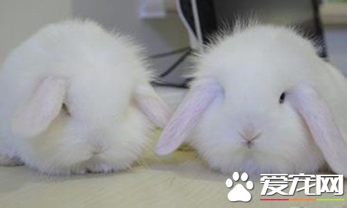 垂耳兔通人性嗎 垂耳兔還是挺通人性的