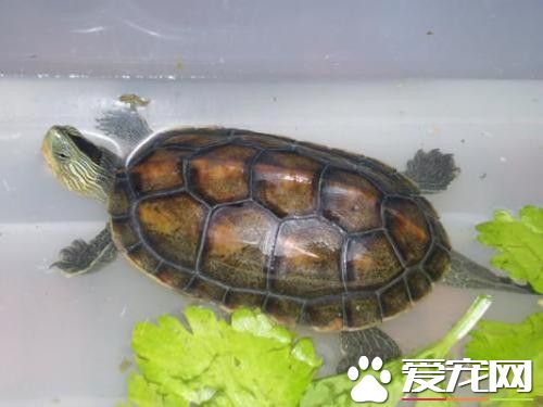純淨水能養龜嗎 純淨水是可以養烏龜的