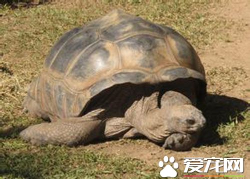 冬天烏龜怎麼養 小龜冬眠時需要注意的事項