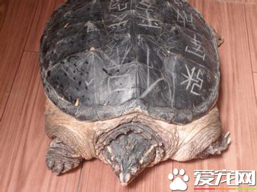 養烏龜好嗎 飼養烏龜的九種主要好處