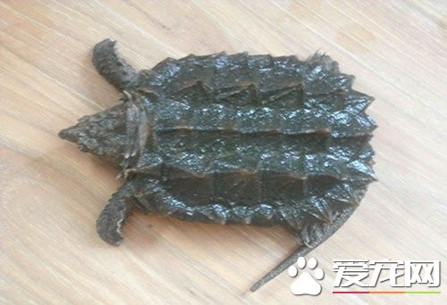 鳄龜是不是保護動物 首先先了解一下什麼是鳄龜