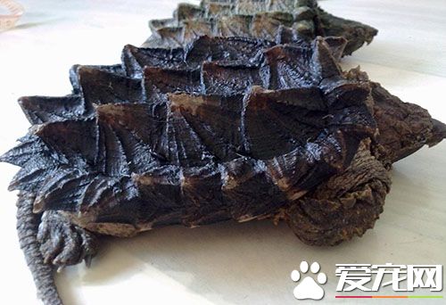 鳄龜的生長速度 體型最大的鳄龜是多大的