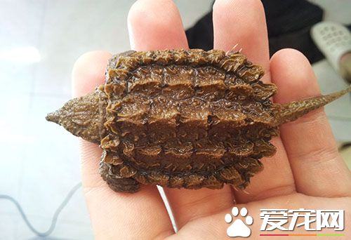 鳄龜的生活習性 生活的溫度一般是多少