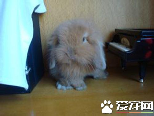 垂耳兔能喝水嗎 兔子對水的需求算是比較大的