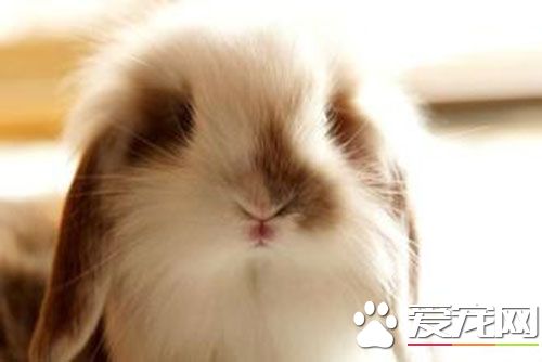 兔子耳朵豎起來 兔子耳朵豎不起來怎麼回事