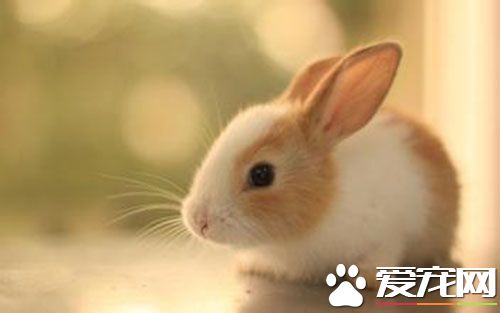 兔子可以抱嗎 為什麼寵物兔不喜歡被抱