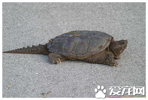 鳄龜為什麼不吃東西 溫度18以上便可以吃食