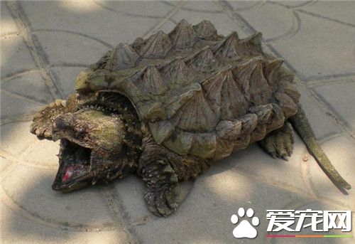 鳄龜幾天喂一次 不用刻意的幾天喂一次