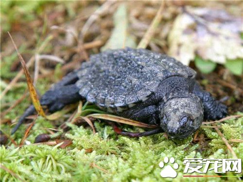 鳄龜咬人嗎 鳄龜在水中性格比較溫和