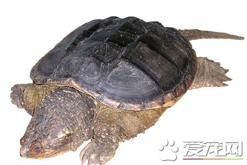 鳄龜好養嗎 鳄龜生活的環境和溫度要求