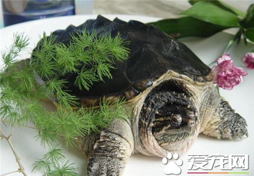 鳄龜怎麼冬眠 鳄龜冬眠最簡單的辦法