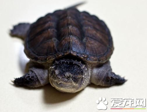 佛鳄龜怎麼分公母 公龜尾巴尖端有勾爪狀鱗片