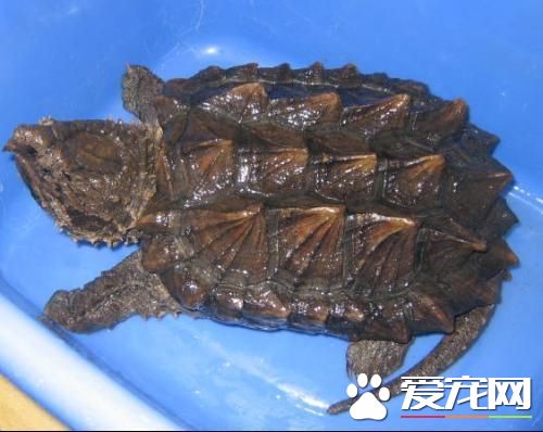 佛鳄龜吃什麼 佛鳄龜為雜食性的動物