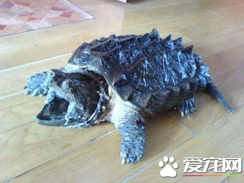 鳄龜如何過冬 鳄龜6度時進入深度冬眠