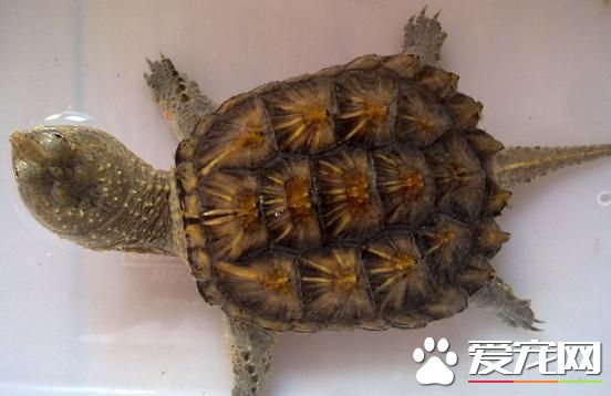 鳄龜怎麼分辨公母 雄鳄龜的排洩孔為細長形