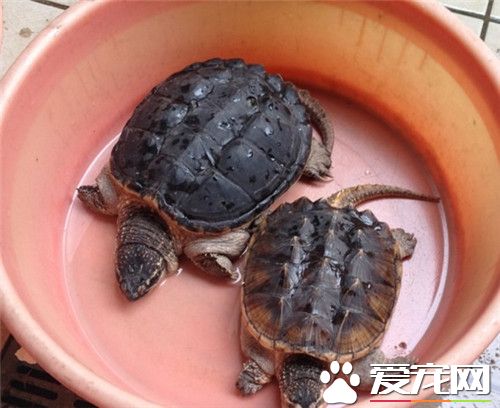 佛鳄龜和鳄龜哪個厲害  佛鳄龜是最凶猛的一種