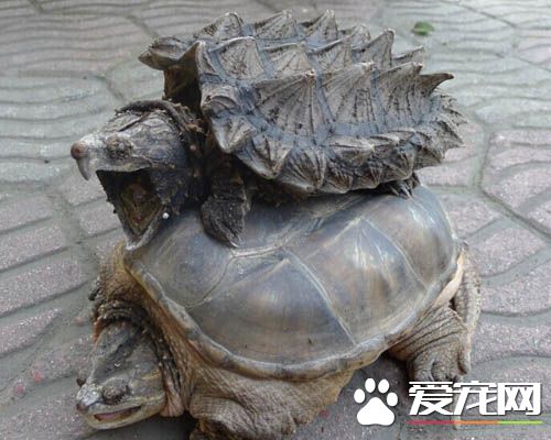 鳄龜需要曬背嗎 大鳄龜是高度水棲龜種