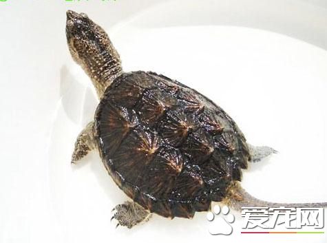 鳄龜能放生嗎 鳄龜放生會破壞生態系統
