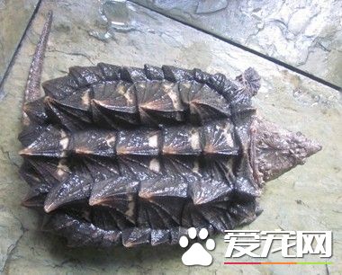 大鳄龜需要曬太陽嗎 鳄龜不需要曬太多太陽