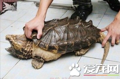 鳄龜不吃東西 鳄龜不吃東西主要原因
