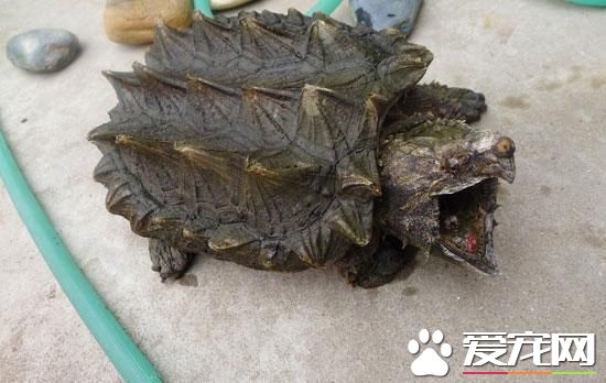 佛鳄龜能長多大 一般成年體型殼長31~46厘米
