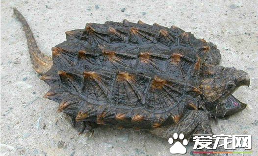 鳄龜吃面包蟲嗎 鳄魚吃面包蟲注意事項