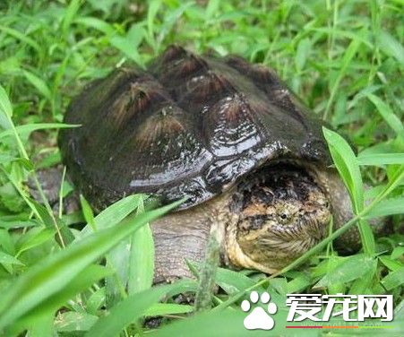大鳄龜好養嗎 大鳄龜是比較凶悍的龜類品種