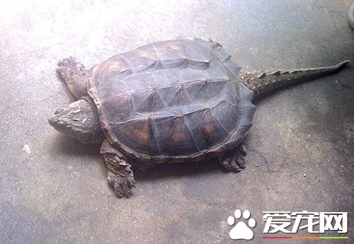 鳄龜可以放生嗎 不能讓放生成為商人的商機