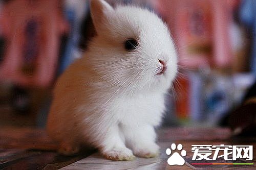兔子能不能洗澡 當然兔子是可以洗澡的