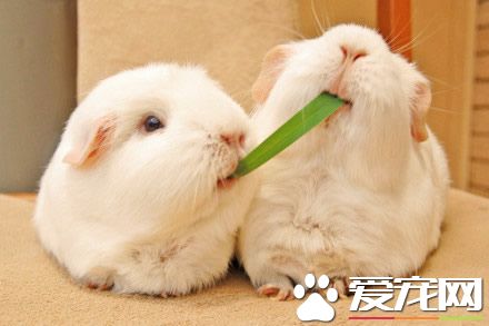 兔子籠子怎麼做 兔籠的安裝需要注意事項