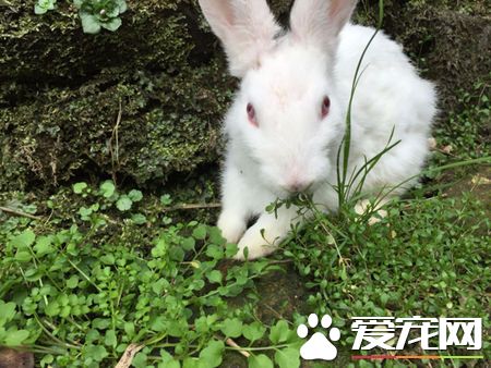 剛生的兔子怎麼養 需要做好溫度調節