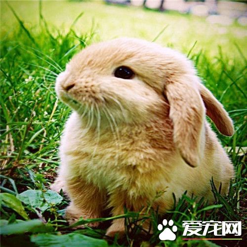 兔子為什麼不能洗澡 兔子可以終身不洗澡