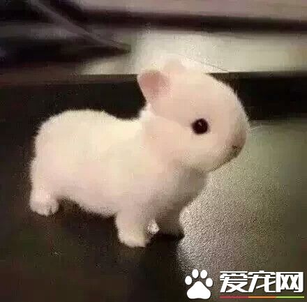 家養兔子要注意什麼 飼喂兔子要做到十不喂