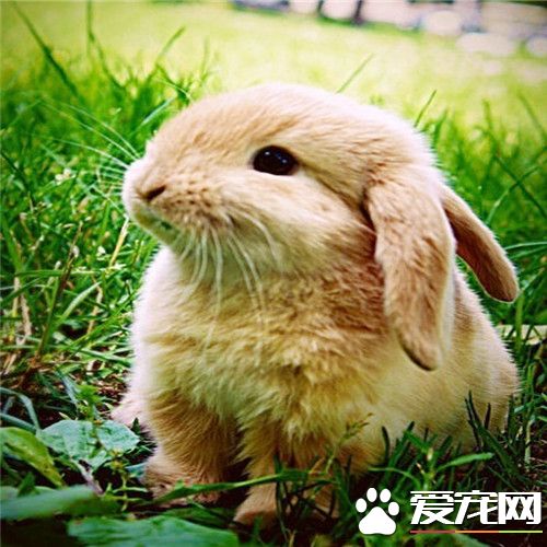 貓和兔子能一起養嗎  貓和兔子能成為好朋友