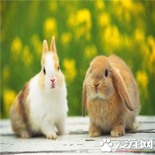 養殖兔子好養嗎 養殖兔子時需要注意事項