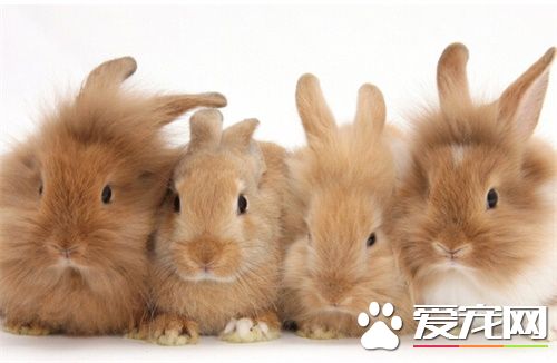 寵物兔子如何喂養 寵物兔喜歡吃的食物