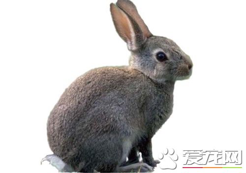 寵物兔子的喂養 兔子喂養需要注意的事項