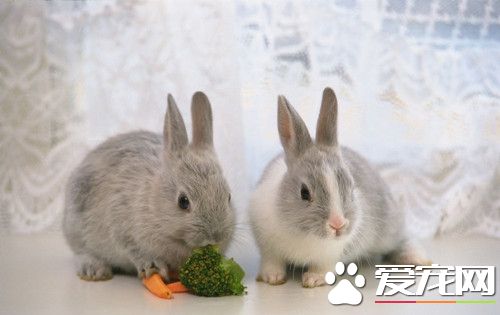 兔子在籠子裡亂竄怎麼回事 可能是很開心