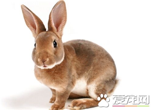 寵物兔子怎麼喂養 兔子的正確飼養方法