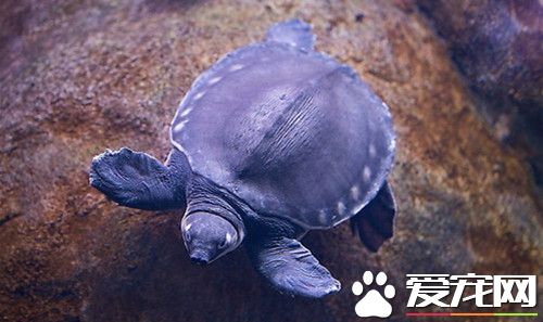 豬鼻龜飼料有哪些 豬鼻龜人工配合餌料的利弊