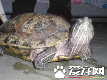 巴西紅耳龜什麼時候下蛋 一般在七歲左右下蛋
