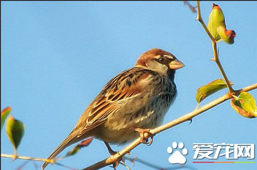 家養鳥哪些叫聲最好聽 金絲雀叫聲最好聽
